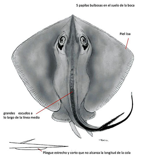 Dasyatis pastinaca_001.jpg